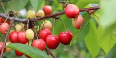 1776415273-eib-4814-1776416985-522_large