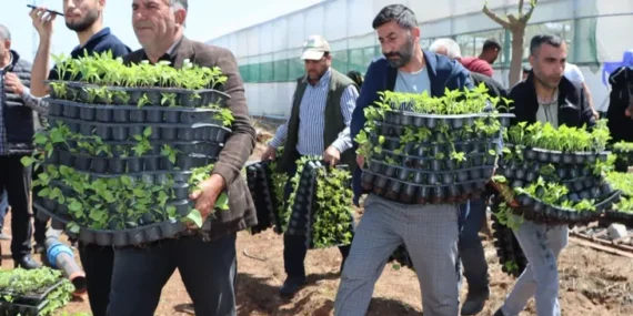 Çiftçiye 1 milyon fide desteği