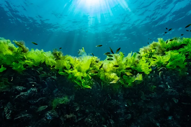 prof-dr-sari-suya-sasi-bakmayalim-1774175363-126_large