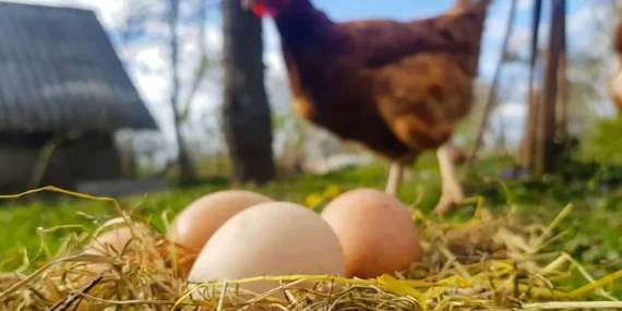 Tavuk eti ve yumurta üretiminde düşüş